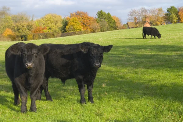 Чёрные коровы — стоковое фото