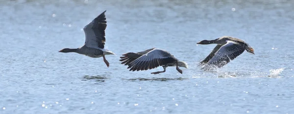Грейперские гуси взлетают — стоковое фото
