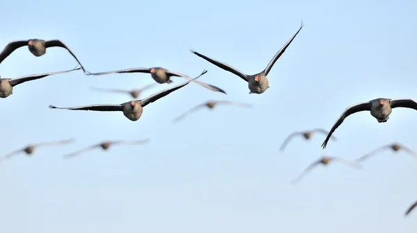 Flock of graylag geese in flight — Stock Photo, Image