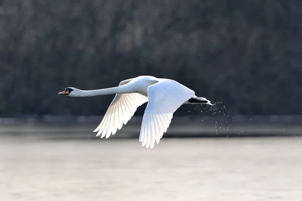 Mute swan in flight — Stock Photo, Image