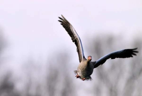 A startled gray goose — Stock Photo, Image