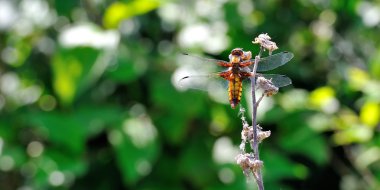 yusufçuk - libellula depressa