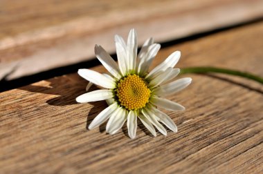 Marguerite bir tahta bankta