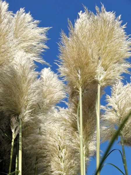 Reed and a blue sky — Stock Photo, Image
