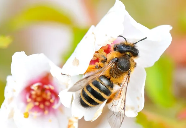 Primer plano de una abeja melífera —  Fotos de Stock