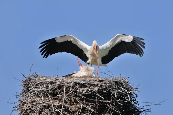 Storks clattering — Stock Photo, Image