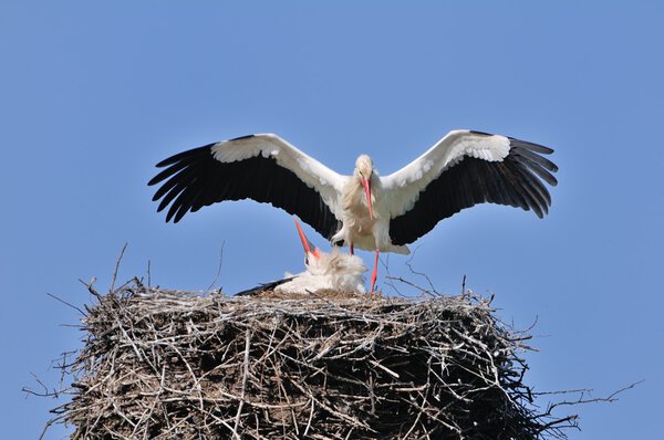 Storks clattering