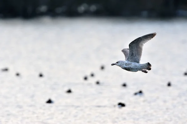 湖の上を滑空カモメ — ストック写真