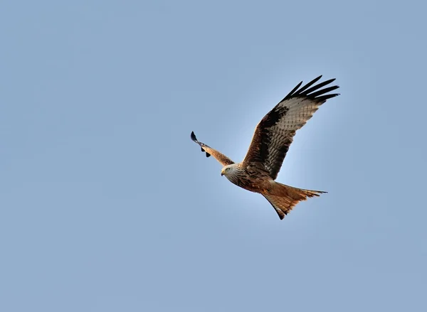 stock image Red kite in flight II