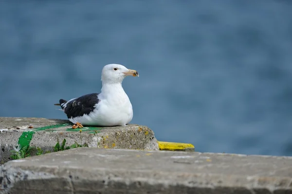 Seagull on the pier in the harbor I — Stock Photo, Image