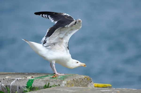 Seagull on the pier in the harbor II — Stock Photo, Image