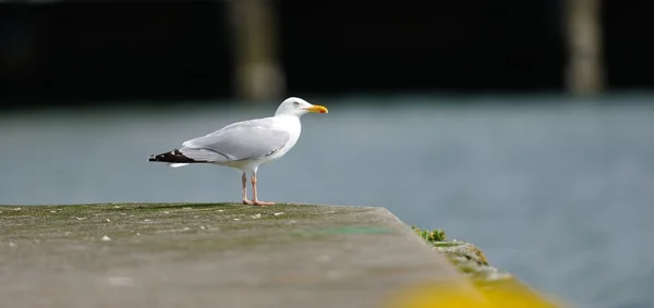 Seagull on the pier in the harbor III — Stock Photo, Image