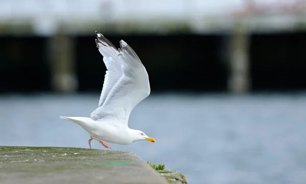 Seagull on the pier in the harbor IV — Stock Photo, Image