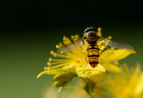 Hover fly — Stock Photo, Image