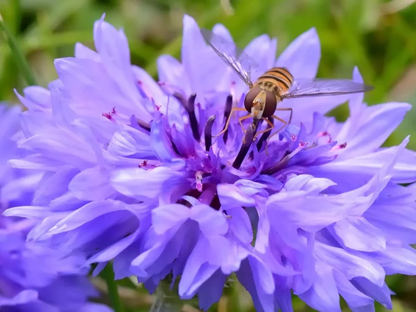 Flotar volar sobre una flor azul —  Fotos de Stock