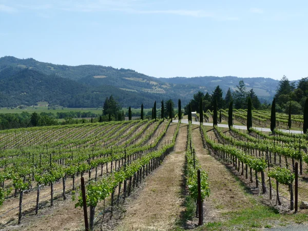 Napa valley wijngaarden — Stockfoto