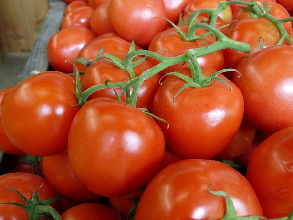 Tomates em uma videira — Fotografia de Stock