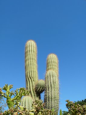 Cactus clipart