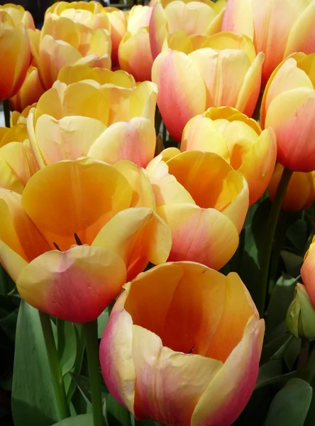 Tulipanes ruborizados — Foto de Stock