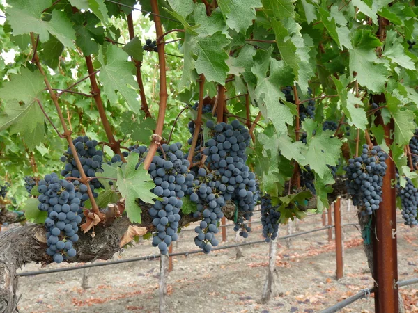 Racimos de uvas — Foto de Stock