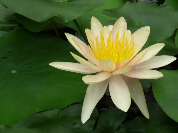 Water lily bloom — Stock Photo, Image