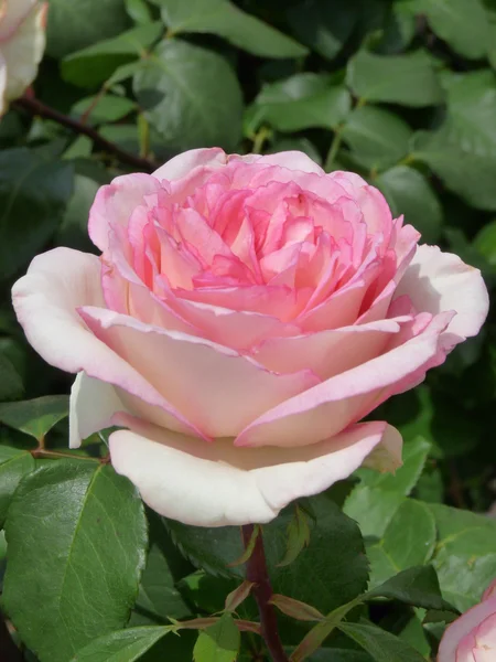 Roze roos — Stockfoto