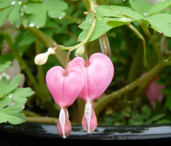 Herzförmige Blüten — Stockfoto