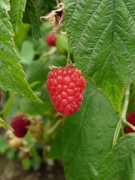 stock image Raspberries