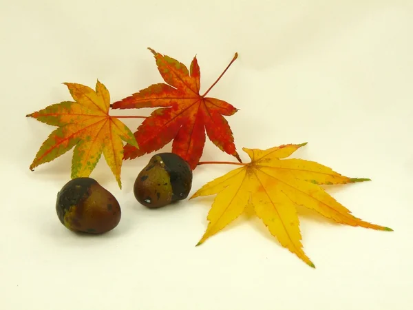 Pipoca e folhas de outono — Fotografia de Stock