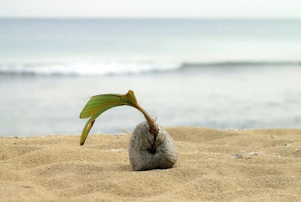 stock image Coconut_on_the_beach