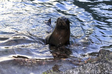 A_little_sealion