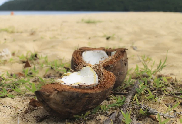 stock image Young_coconut