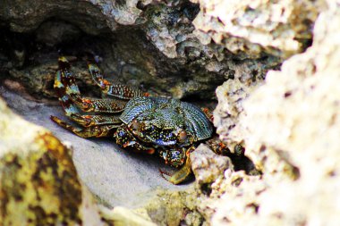 Colourful Crab clipart