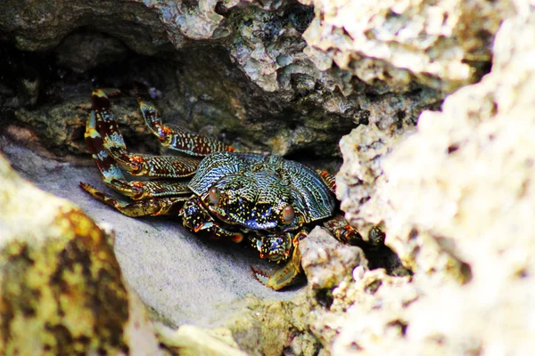 Crabe coloré Image En Vente