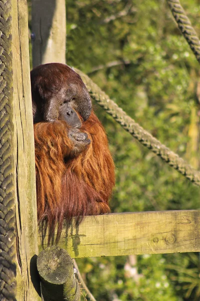 Orangotango — Fotografia de Stock