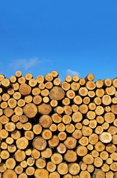 Pilha de troncos — Fotografia de Stock