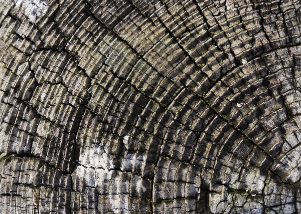 Anéis de árvores ou troncos — Fotografia de Stock