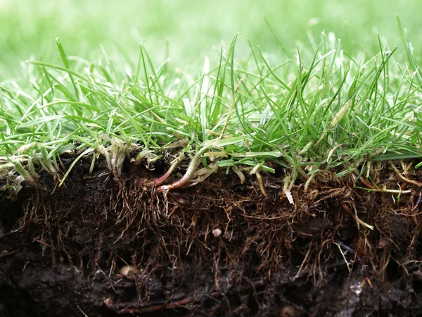 stock image Grass close-up