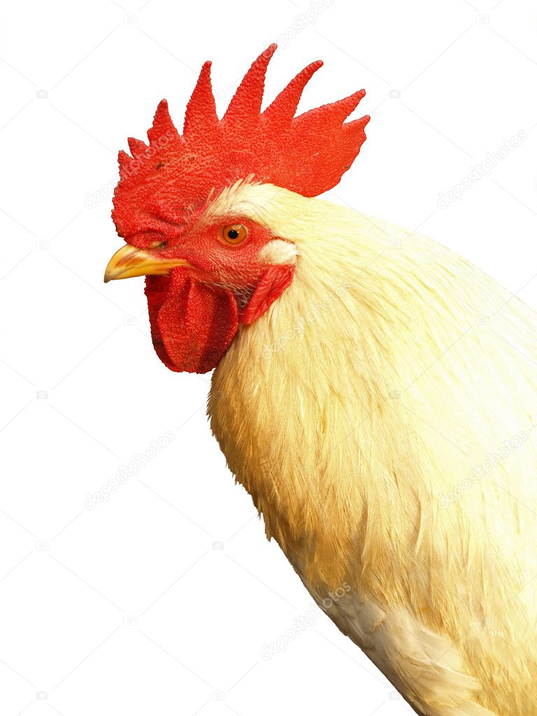 Rooster Stock Photo by ©Mactrunk 11717771