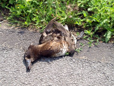 Roadkill clipart