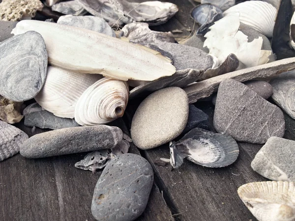Conchiglie e pietre marine — Foto Stock