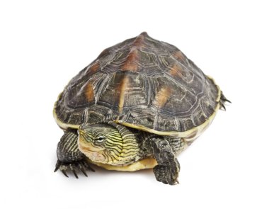 izole kaplumbağa
