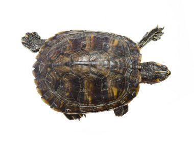 Kaplumbağa Üstten Görünüm