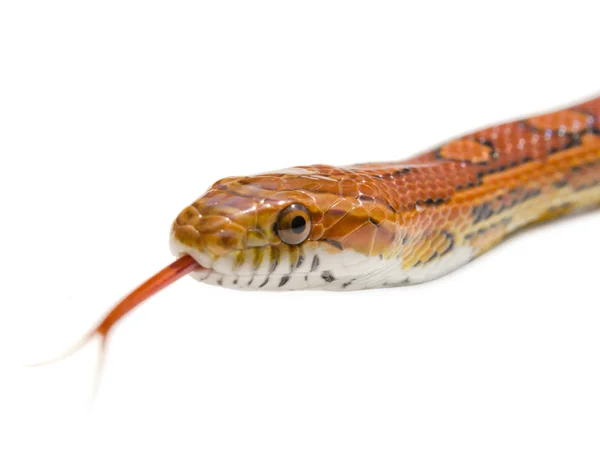 Закрыть змею — стоковое фото