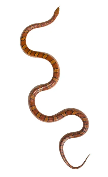 Izole yılan — Stok fotoğraf