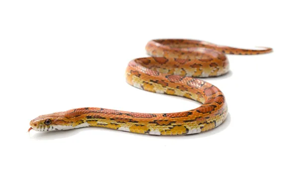 Змея, изолированная на белом — стоковое фото