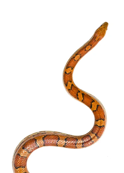 Serpiente aislada —  Fotos de Stock