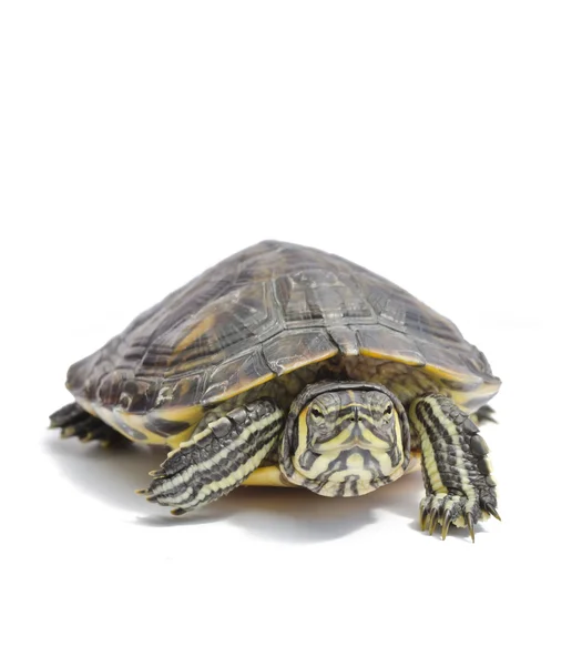 stock image Isolated turtle