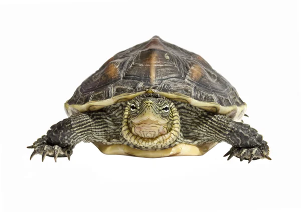 Turtle top view Stock Photo by ©Mactrunk 11806112