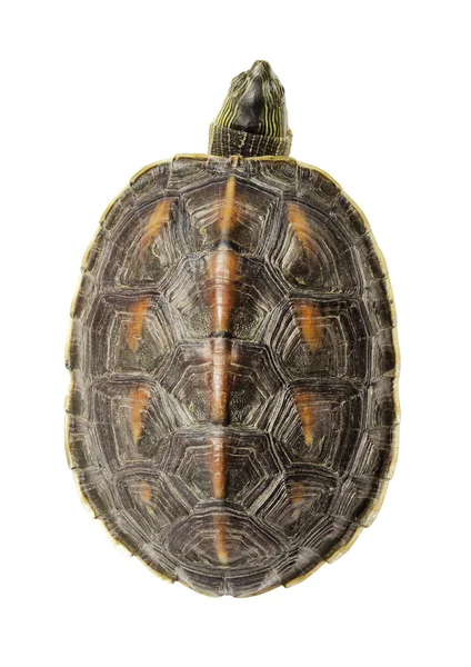 stock image Turtle top view